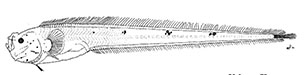 Bassozetus compressus_001.jpg